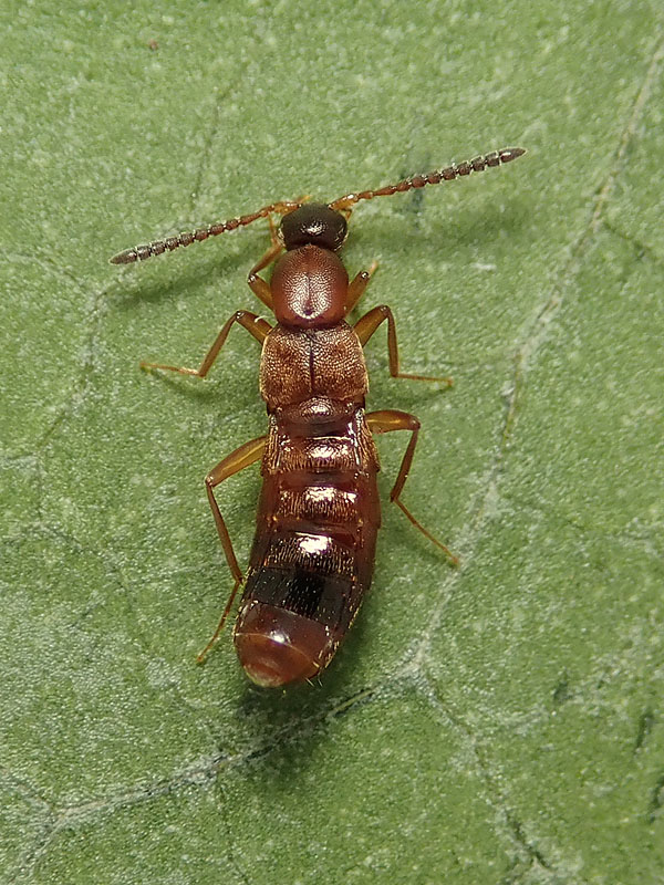 Staphylinidae: Drusilla canaliculata ?  S !